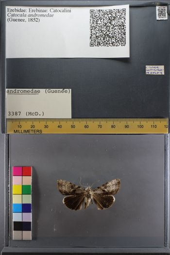 Media type: image;   Entomology 749777